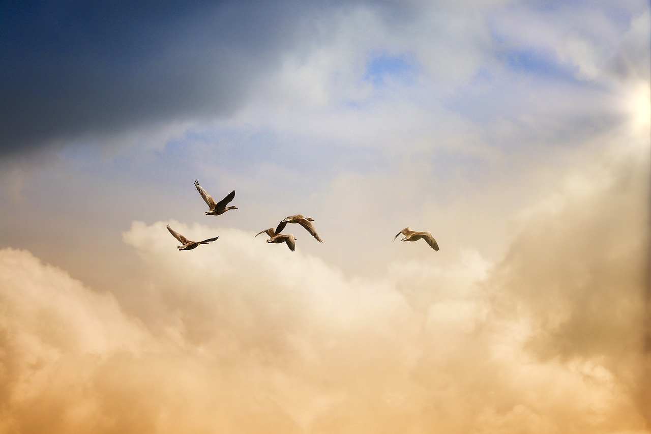 httpspixabay.comphotosbirds-flying-freedom-ducks-heaven-5159711