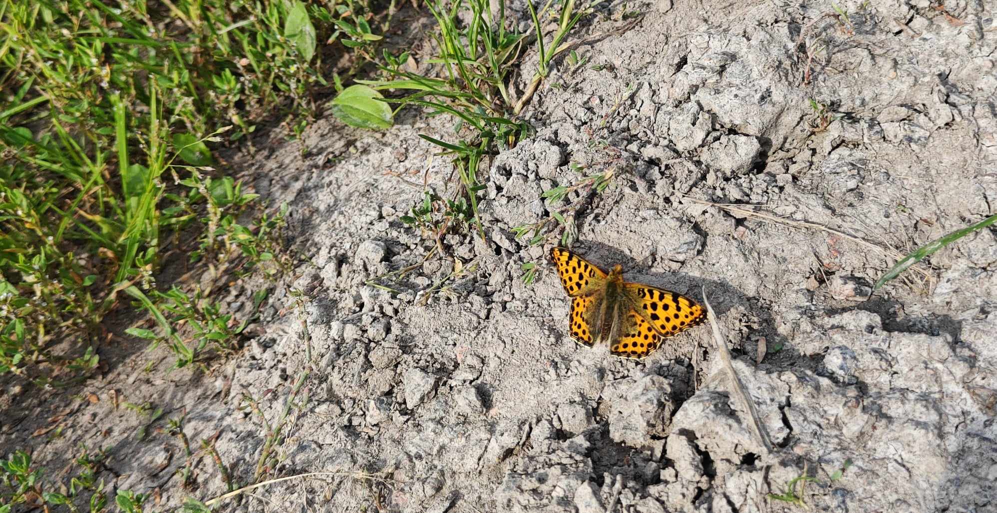 Sommerfugl Stokke Retreat 2024