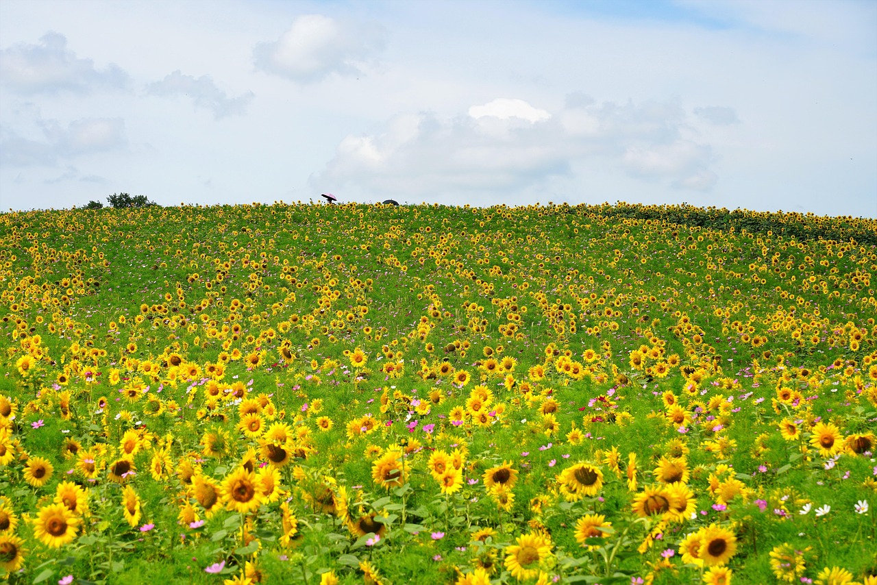 sunflower-5392874_1280